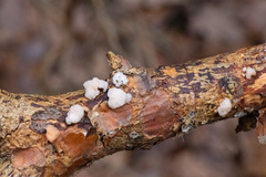 Naematelia encephala