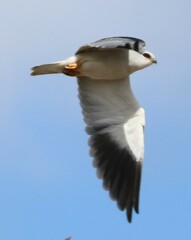 Elanus caeruleus caeruleus