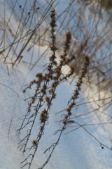 Omalotheca sylvatica