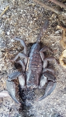 Opisthacanthus capensis