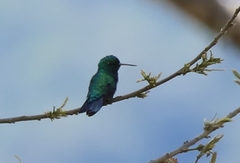 Chlorostilbon mellisugus