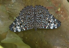 Hamadryas feronia