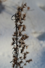 Omalotheca sylvatica