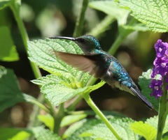 Thalurania furcata