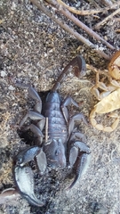 Opisthacanthus capensis