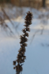 Omalotheca sylvatica