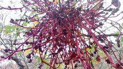 Pistacia terebinthus