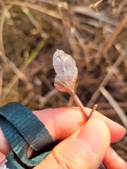 Neolasioptera lathami