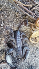 Opisthacanthus capensis