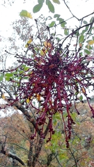 Pistacia terebinthus