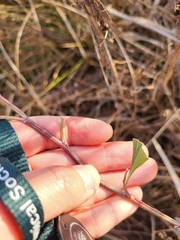 Neolasioptera lathami