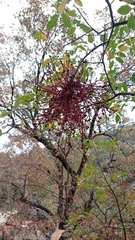 Pistacia terebinthus