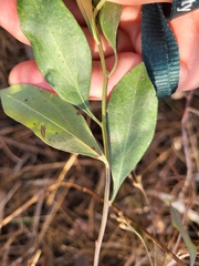 Neolasioptera lathami