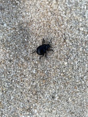 Chrysolina haemoptera