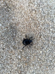 Chrysolina haemoptera