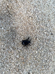 Chrysolina haemoptera