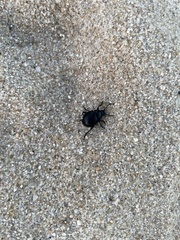 Chrysolina haemoptera