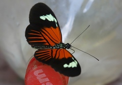 Heliconius xanthocles