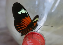 Heliconius xanthocles
