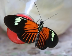 Heliconius xanthocles