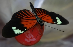 Heliconius xanthocles