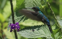 Thalurania furcata