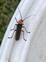 Chauliognathus tricolor