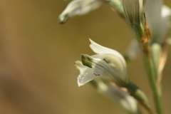 Chloraea multiflora