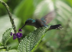 Thalurania furcata
