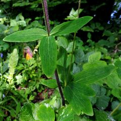 Aquilegia vulgaris