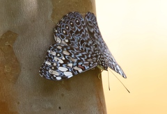 Hamadryas feronia