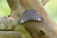 Hamadryas feronia