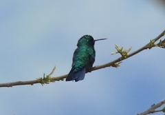 Chlorostilbon mellisugus