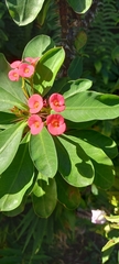 Euphorbia milii