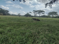 Myrmecophaga tridactyla
