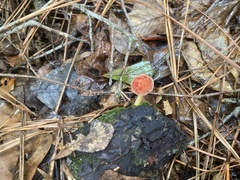 Phylloporus leucomycelinus