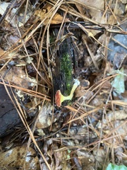 Phylloporus leucomycelinus