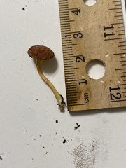 Phylloporus leucomycelinus