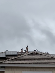 Columba livia domestica