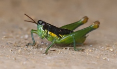 Liebermannacris dorsualis