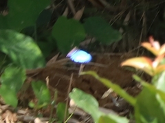 Morpho