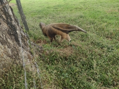 Myrmecophaga tridactyla