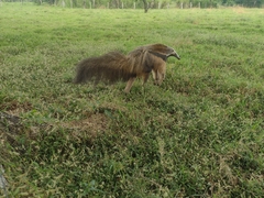 Myrmecophaga tridactyla