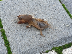 Gryllotalpa gryllotalpa