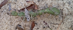 Opuntia drummondii