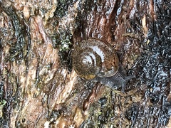 Helminthoglypta