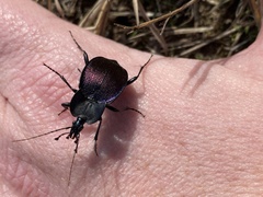 Scaphinotus elevatus