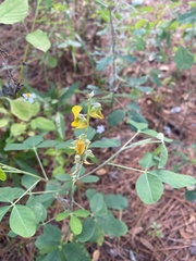 Crotalaria
