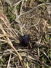 Scaphinotus elevatus