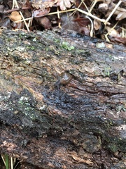 Helminthoglypta